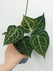 Anthurium Clarinervium Variegata
