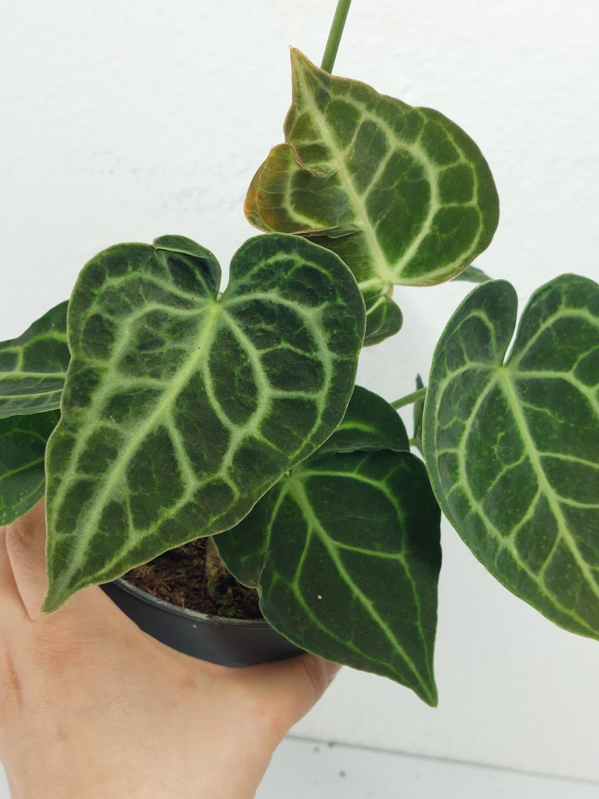 Anthurium Clarinervium Variegata