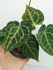 Anthurium Clarinervium Variegata