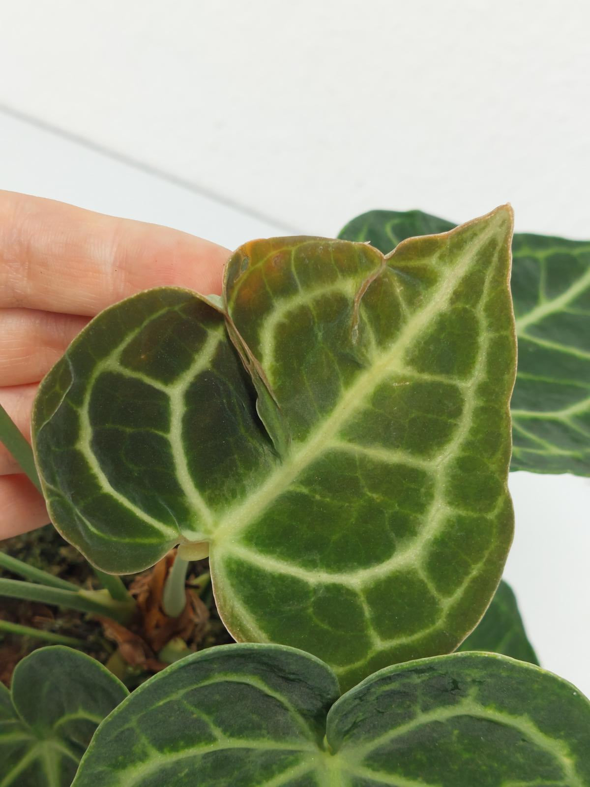 Anthurium Clarinervium Variegata