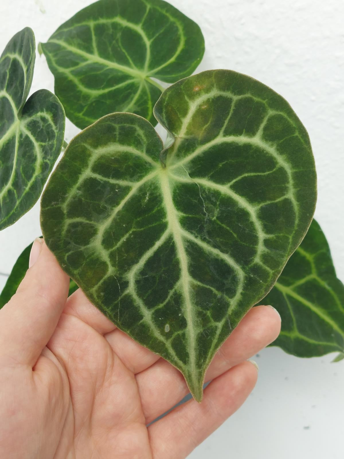 Anthurium Clarinervium Variegata