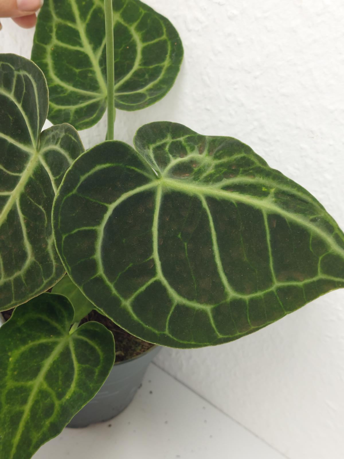 Anthurium Clarinervium Variegata