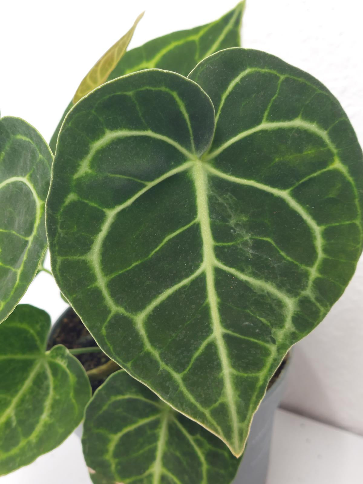 Anthurium Clarinervium Variegata