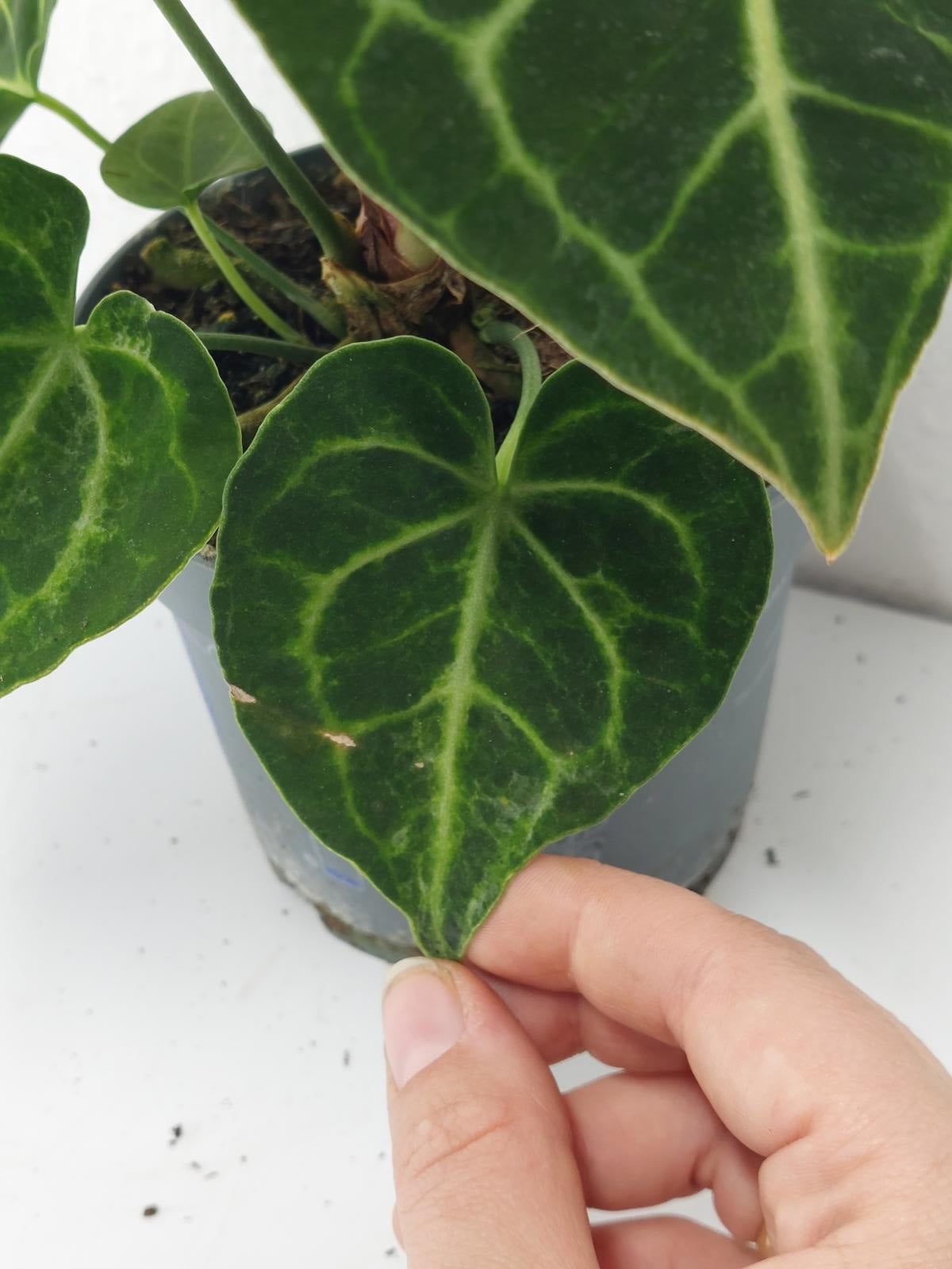 Anthurium Clarinervium Variegata
