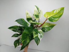 Philodendron White Princess Aurea Tricolor