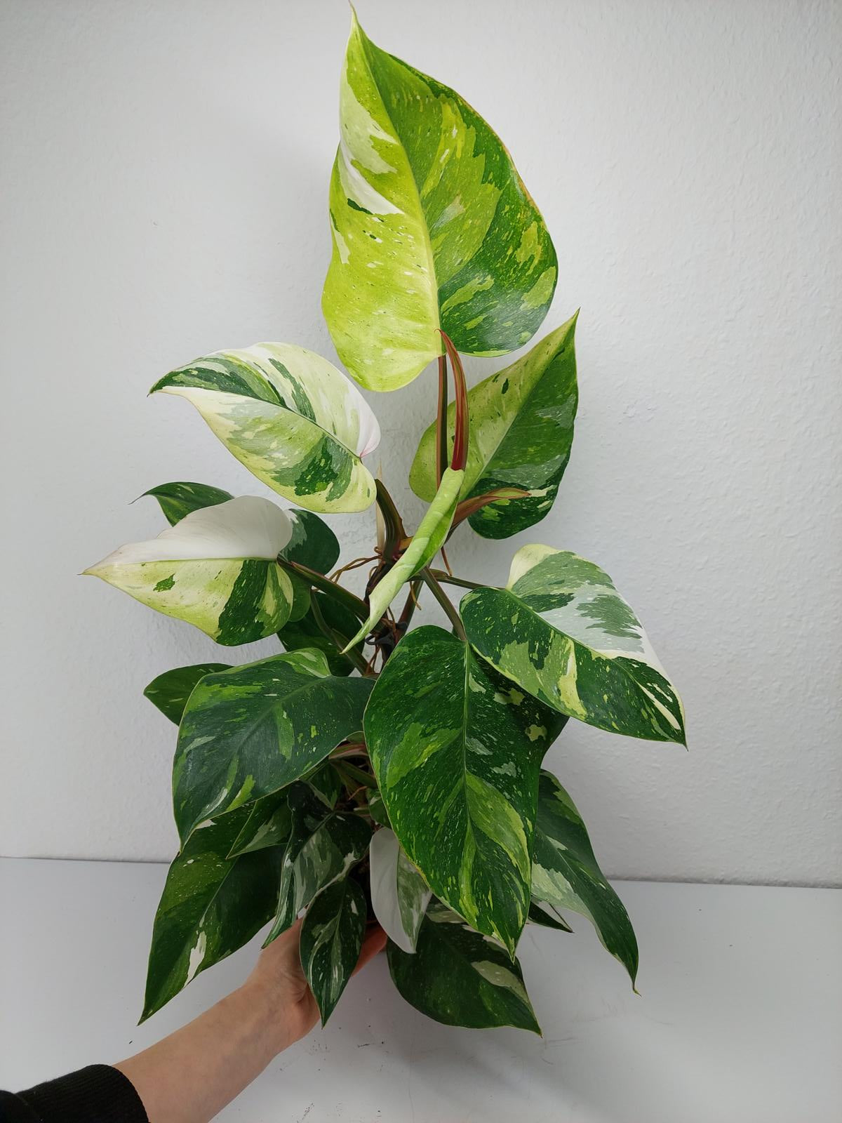 Philodendron White Princess Aurea Tricolor