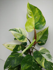 Philodendron White Princess Aurea Tricolor