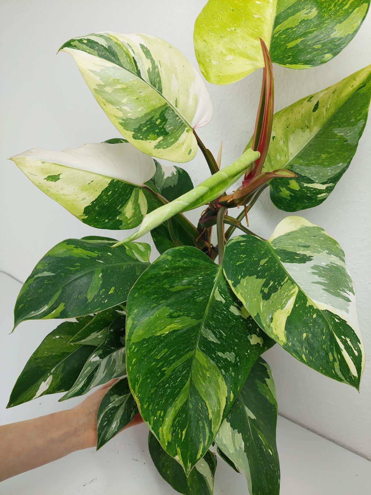 Philodendron White Princess Aurea Tricolor