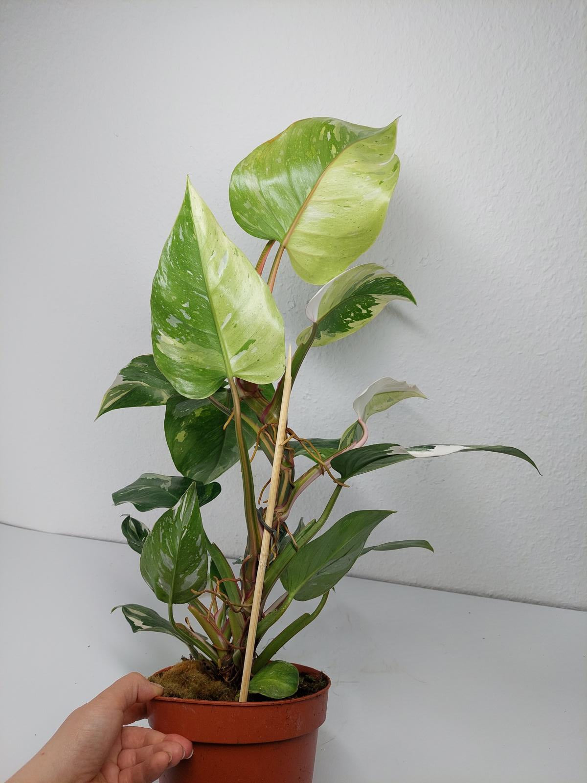 Philodendron White Princess Aurea Tricolor