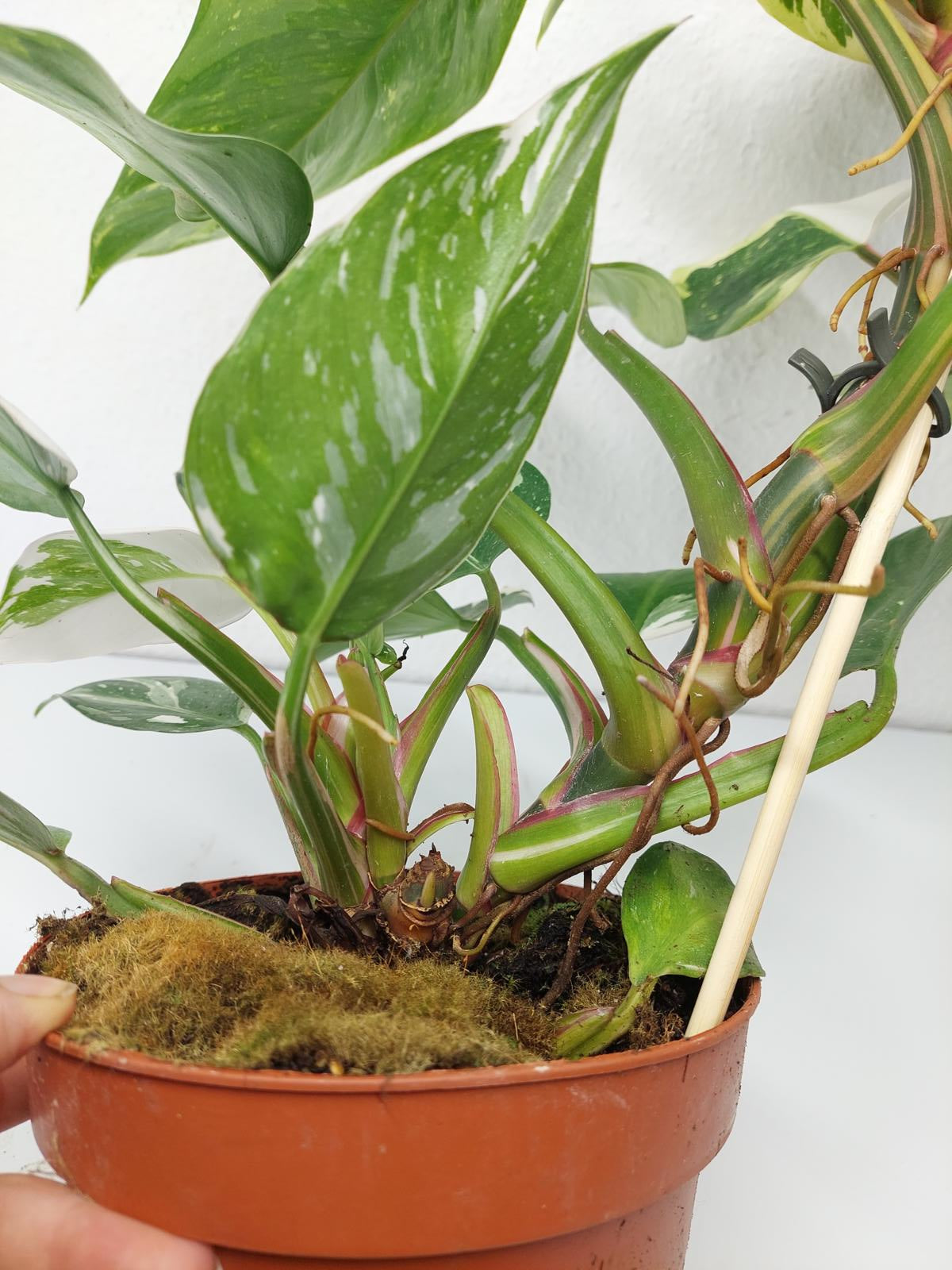 Philodendron White Princess Aurea Tricolor