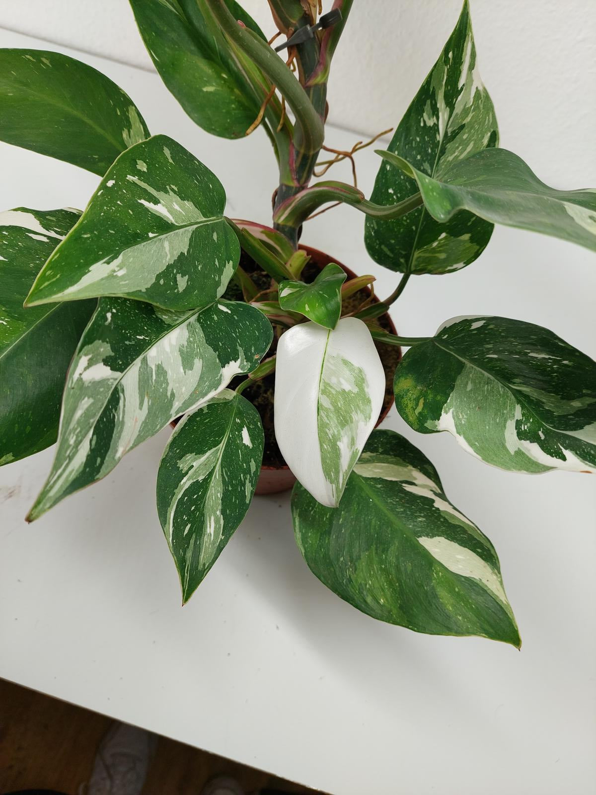 Philodendron White Princess Aurea Tricolor