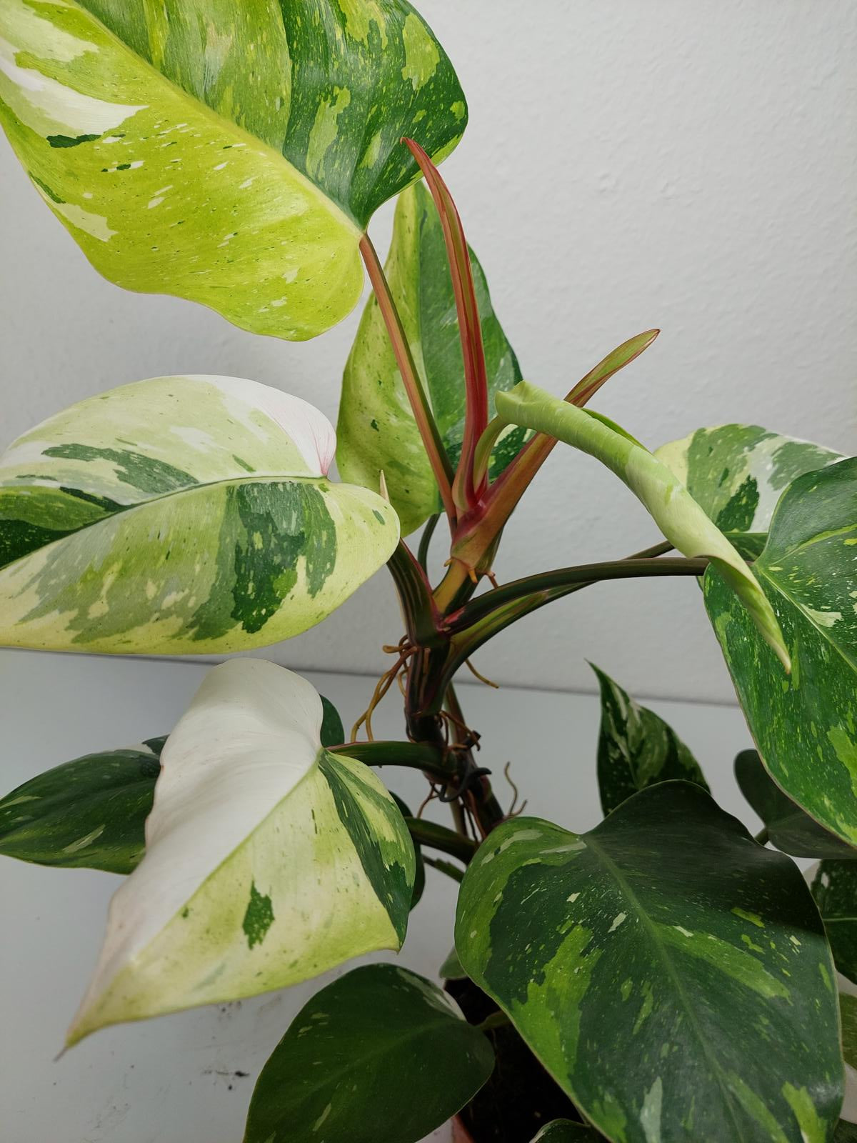 Philodendron White Princess Aurea Tricolor