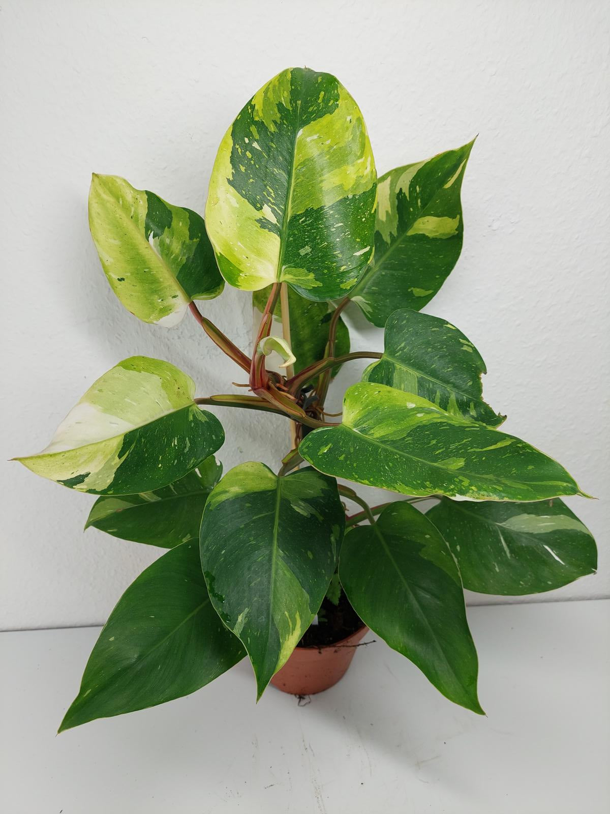 Philodendron White Princess Aurea Tricolor