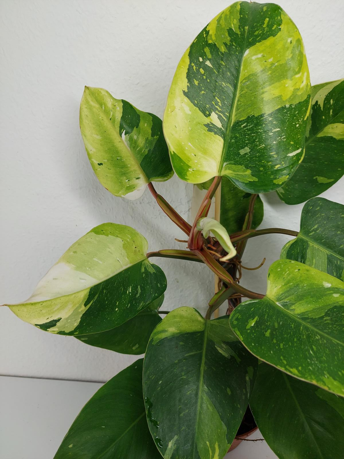 Philodendron White Princess Aurea Tricolor