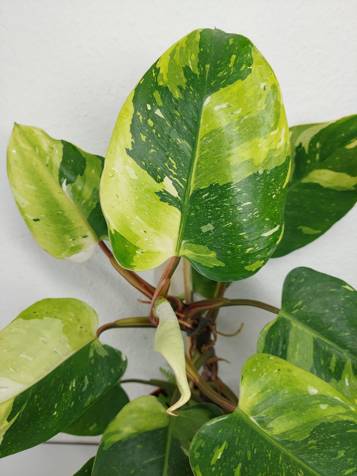 Philodendron White Princess Aurea Tricolor