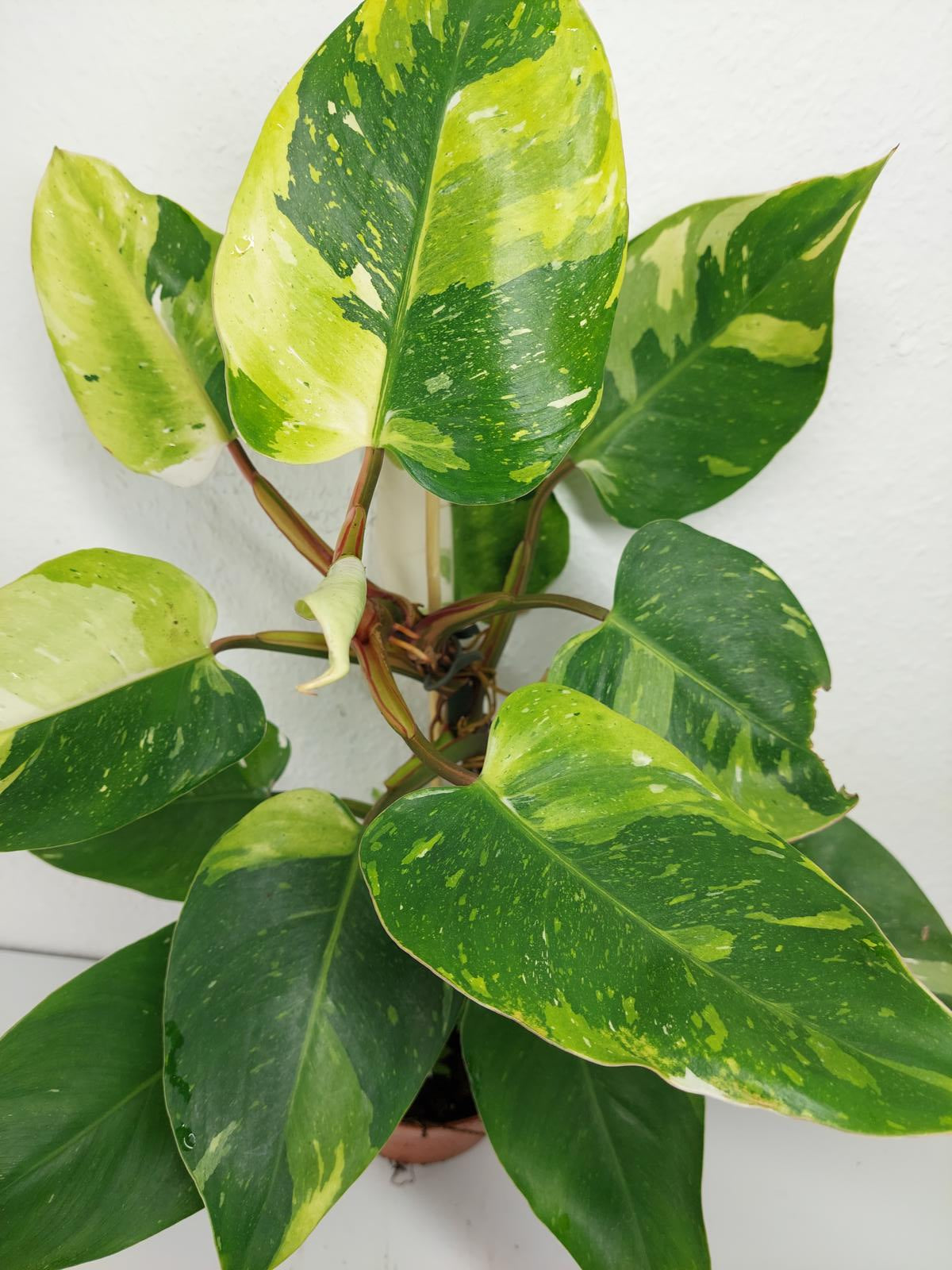Philodendron White Princess Aurea Tricolor