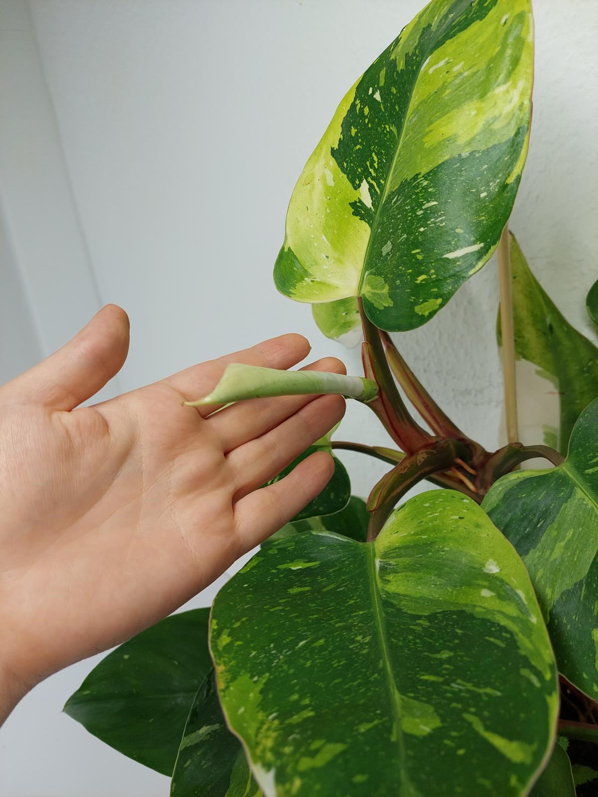 Philodendron White Princess Aurea Tricolor