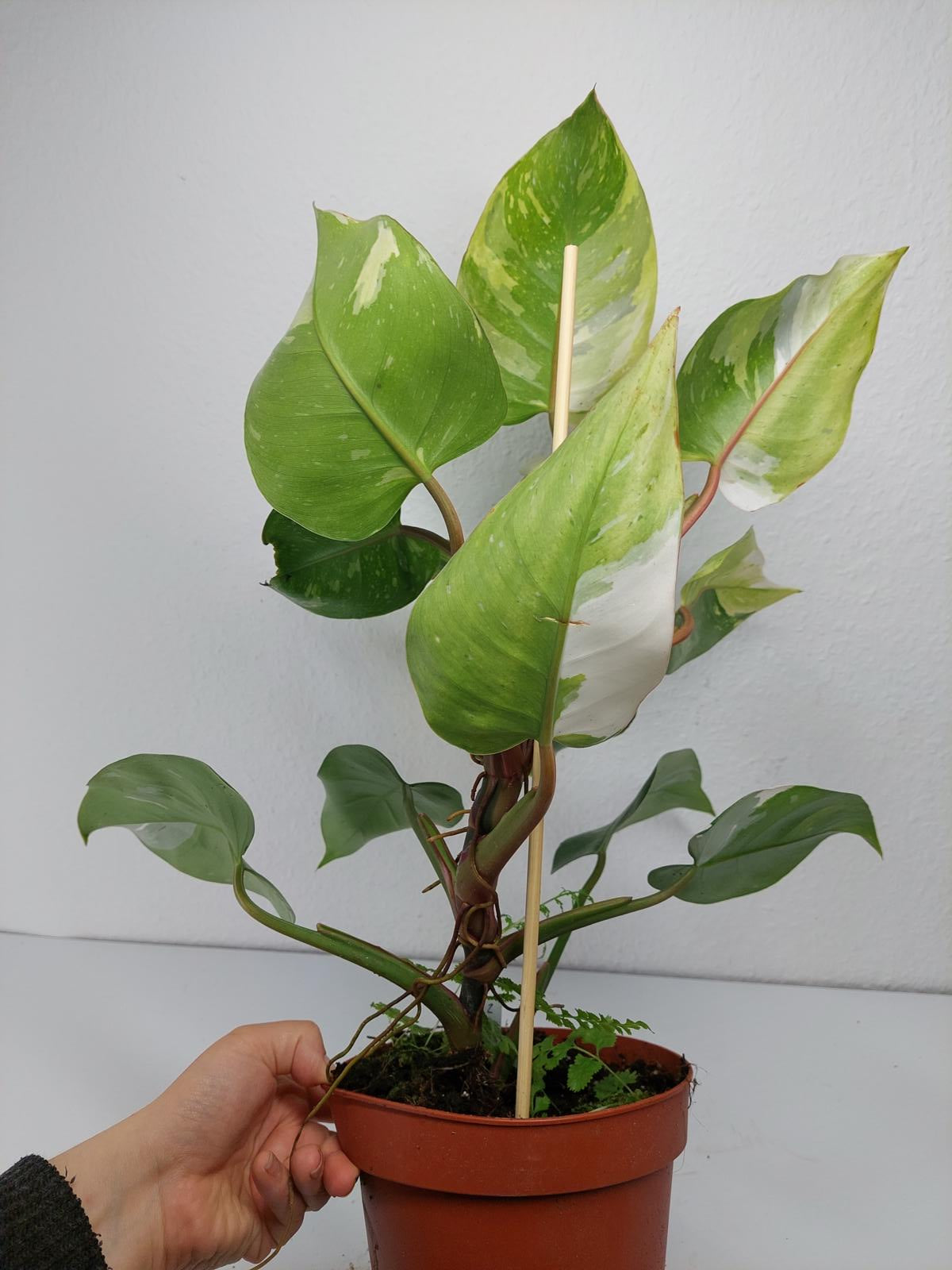 Philodendron White Princess Aurea Tricolor
