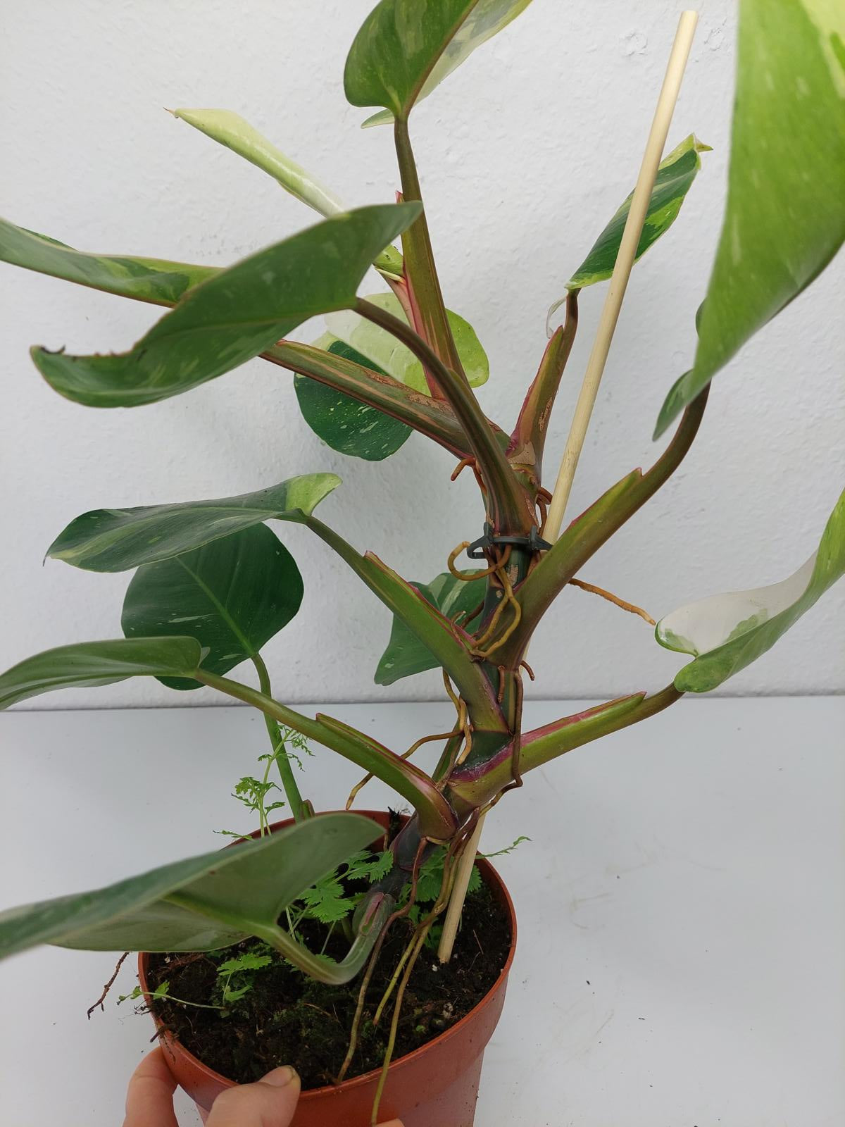 Philodendron White Princess Aurea Tricolor