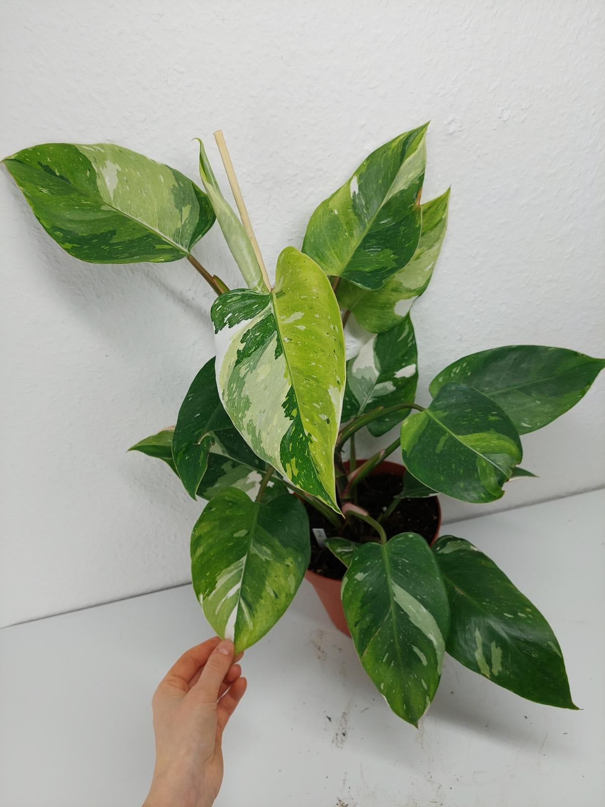 Philodendron White Princess Aurea Tricolor