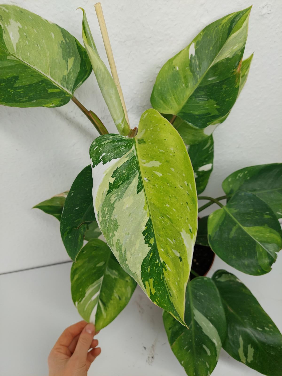 Philodendron White Princess Aurea Tricolor