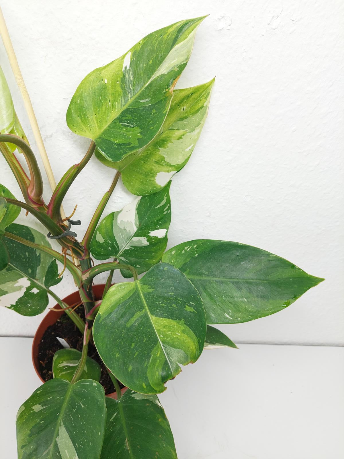 Philodendron White Princess Aurea Tricolor