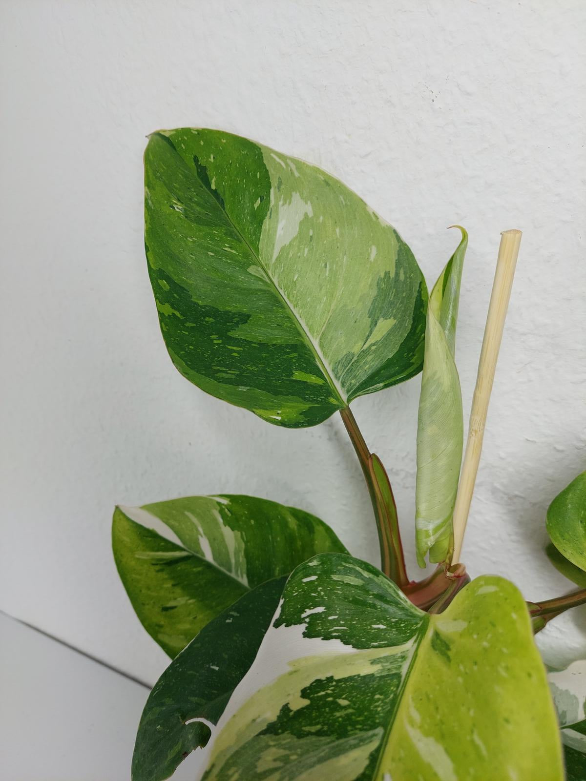 Philodendron White Princess Aurea Tricolor