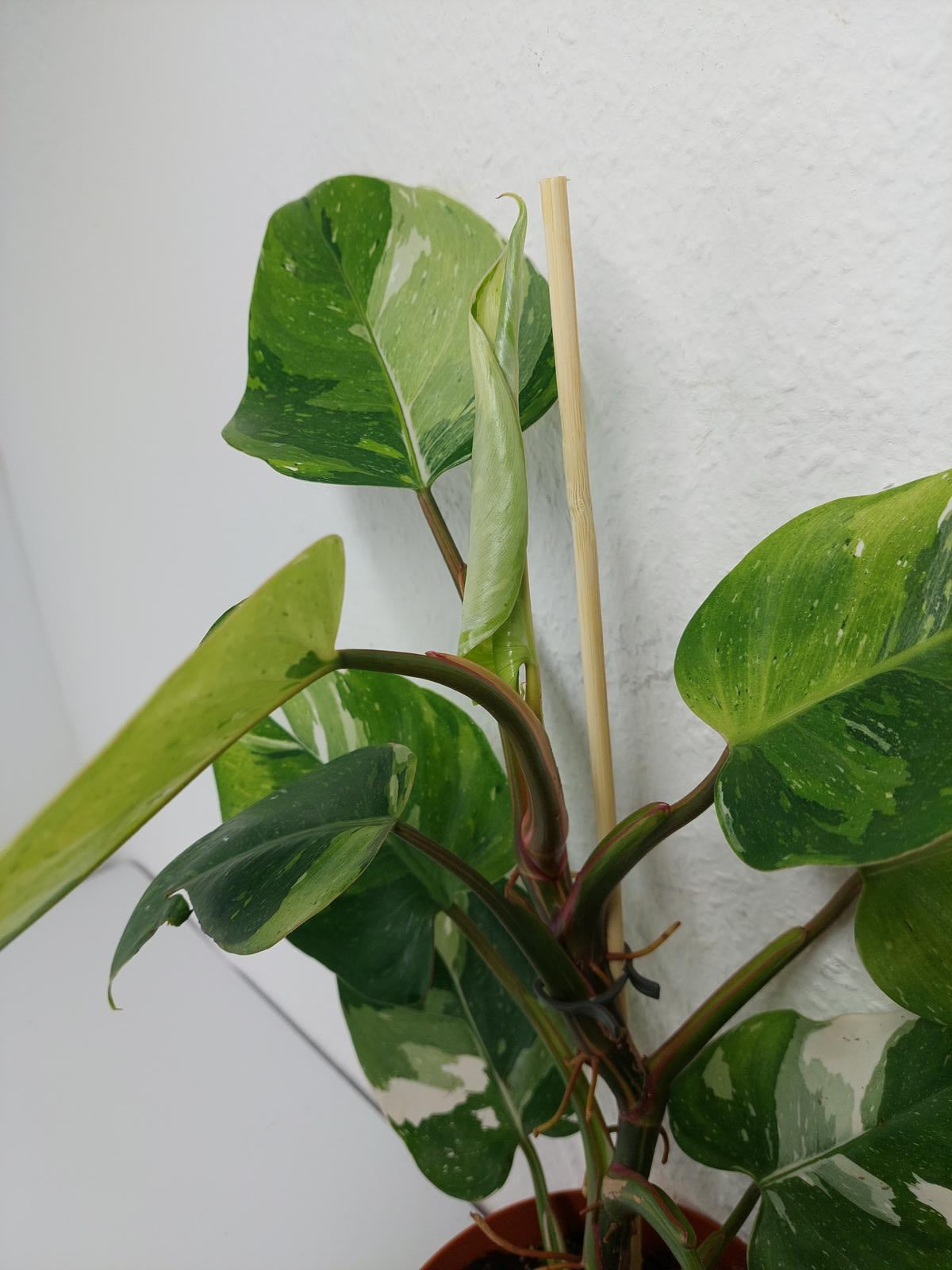 Philodendron White Princess Aurea Tricolor