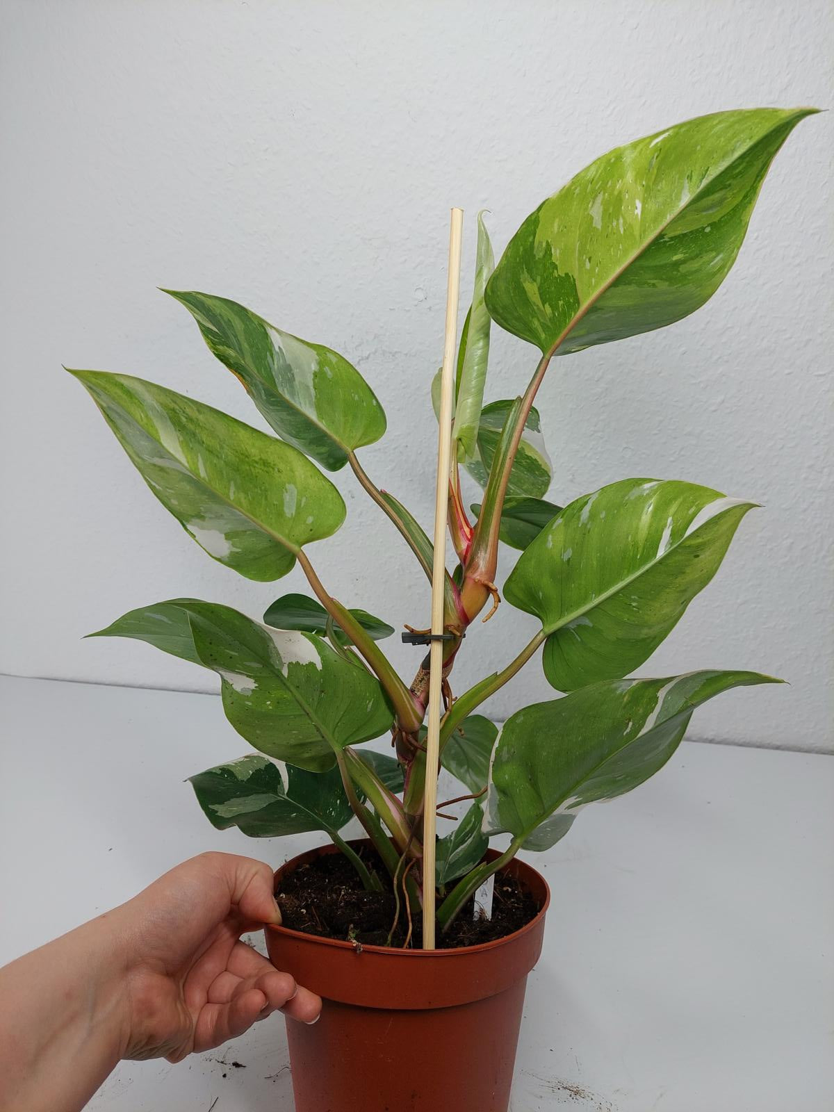 Philodendron White Princess Aurea Tricolor