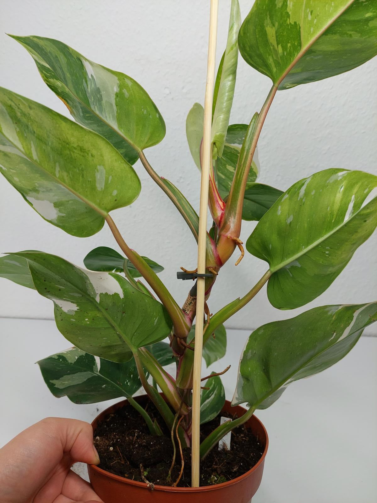 Philodendron White Princess Aurea Tricolor