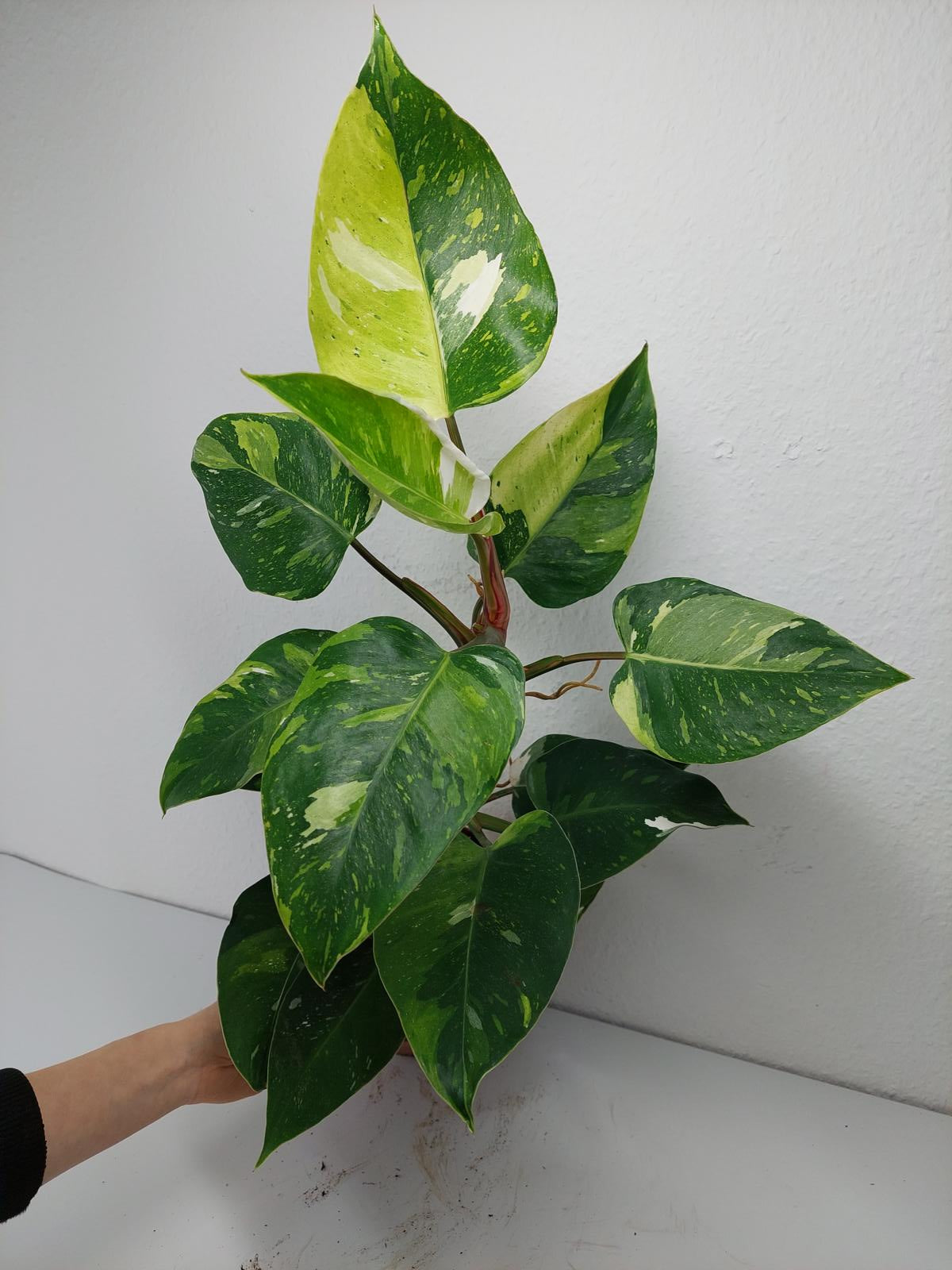 Philodendron White Princess Aurea Tricolor