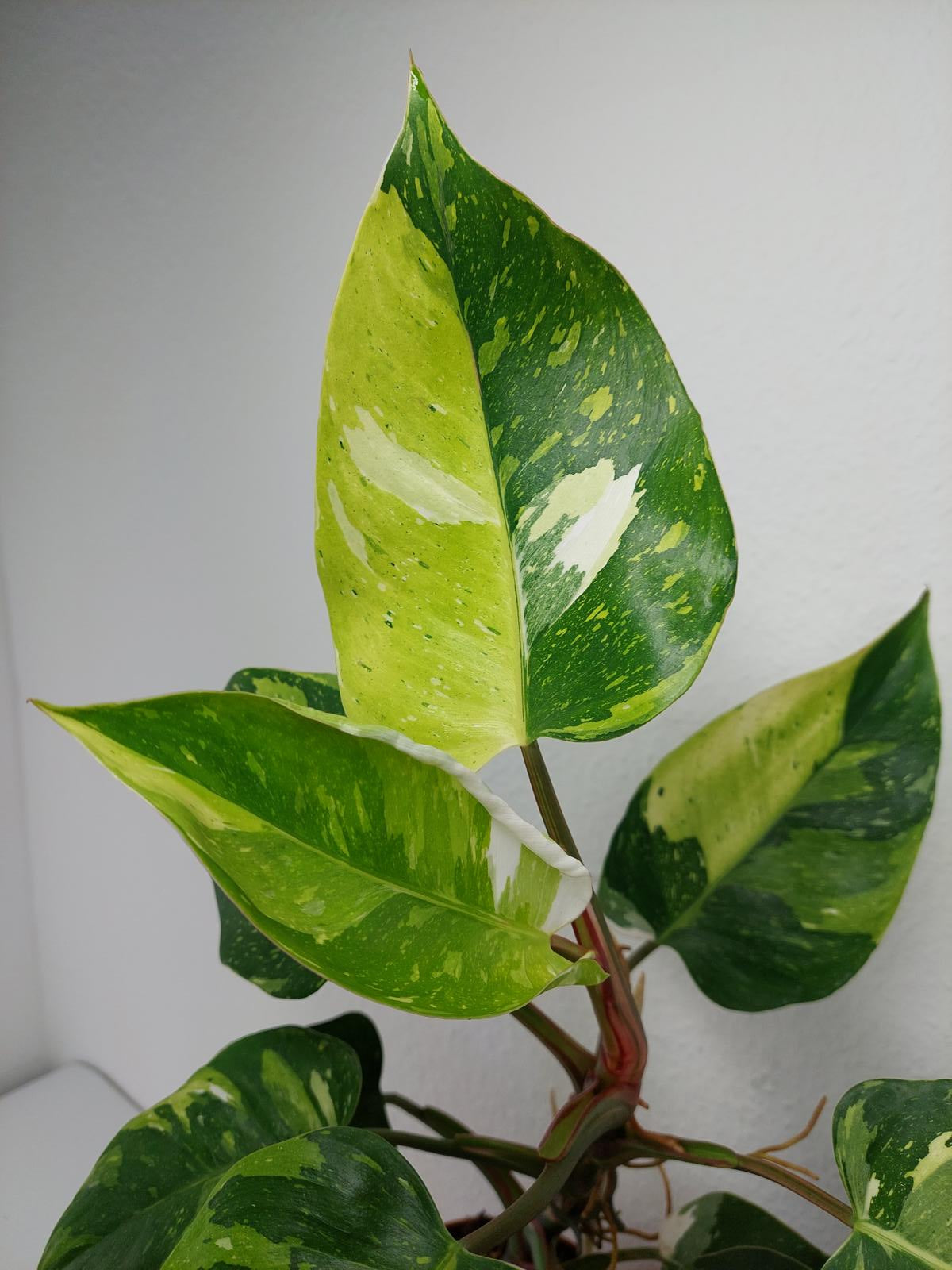 Philodendron White Princess Aurea Tricolor