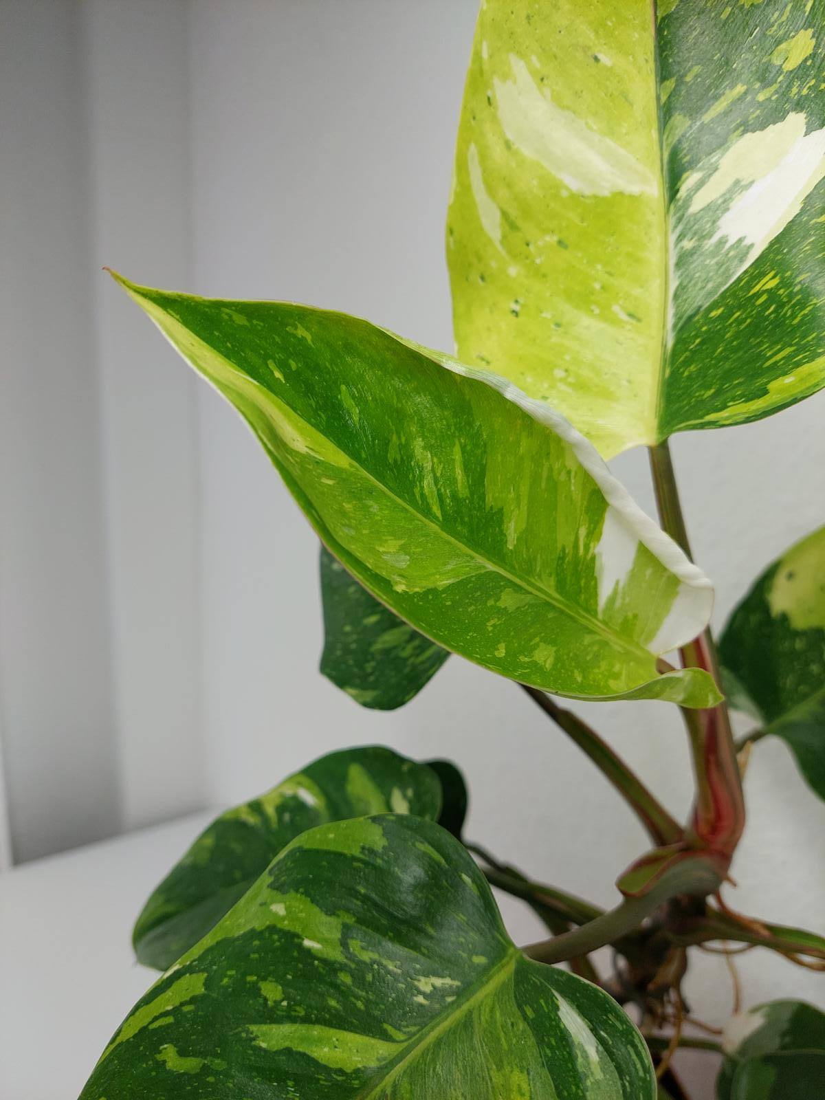 Philodendron White Princess Aurea Tricolor