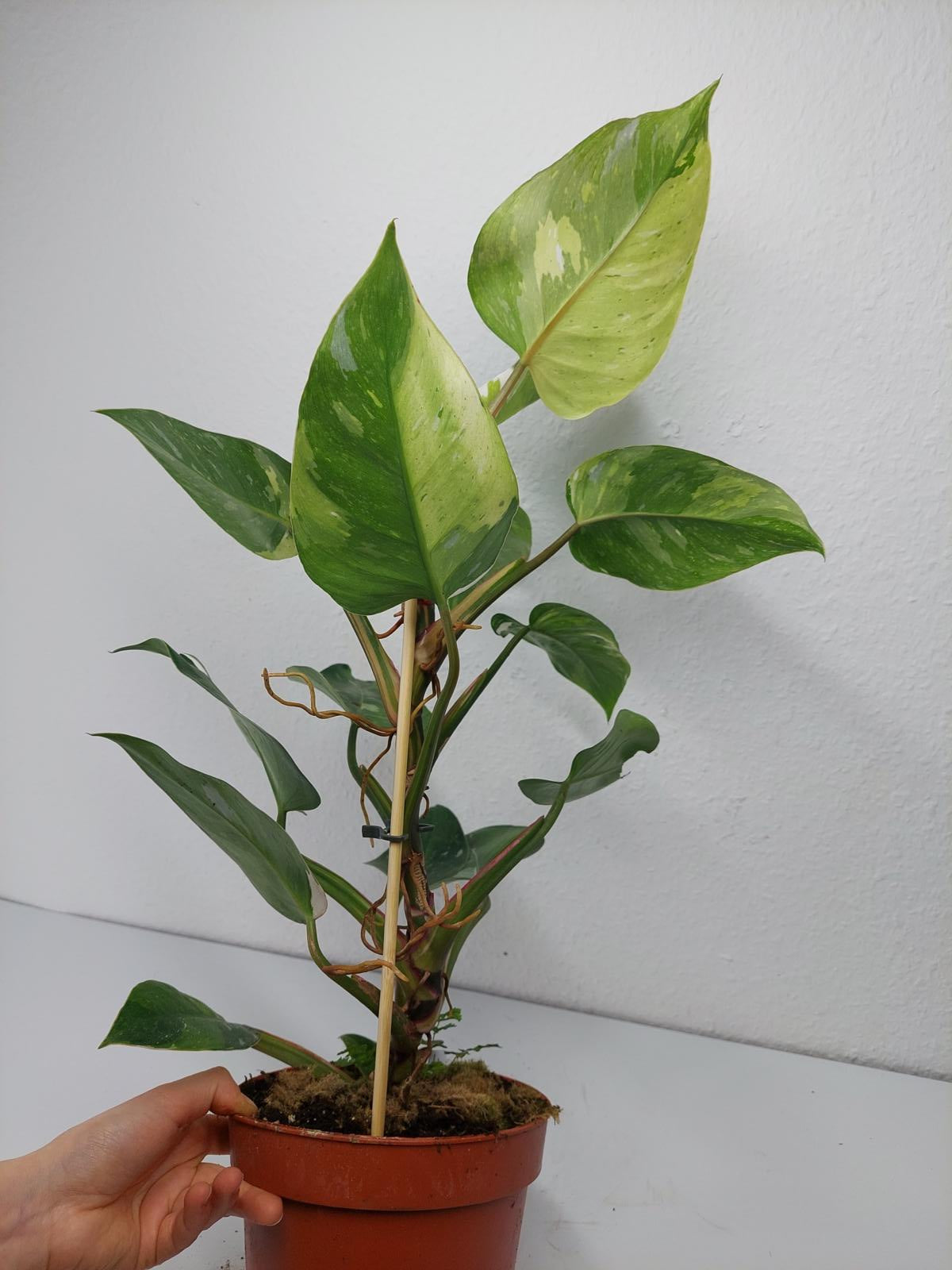 Philodendron White Princess Aurea Tricolor