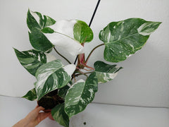 Philodendron White Princess