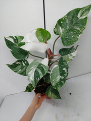 Philodendron White Princess