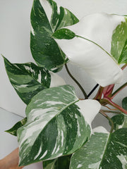 Philodendron White Princess
