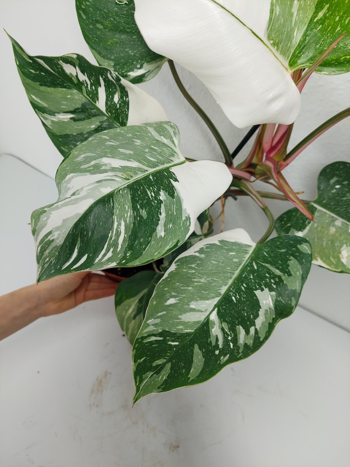 Philodendron White Princess