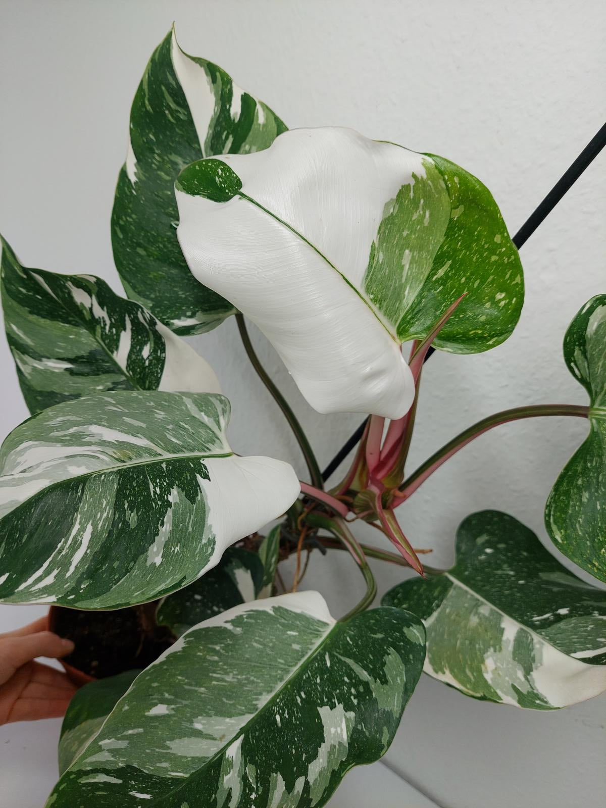 Philodendron White Princess