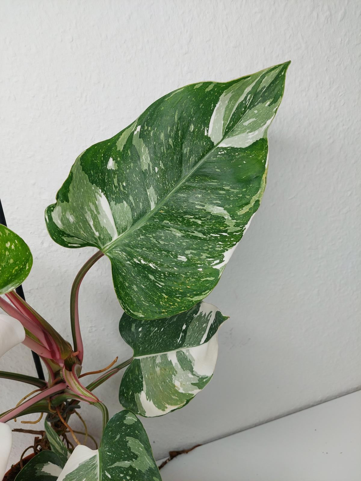 Philodendron White Princess