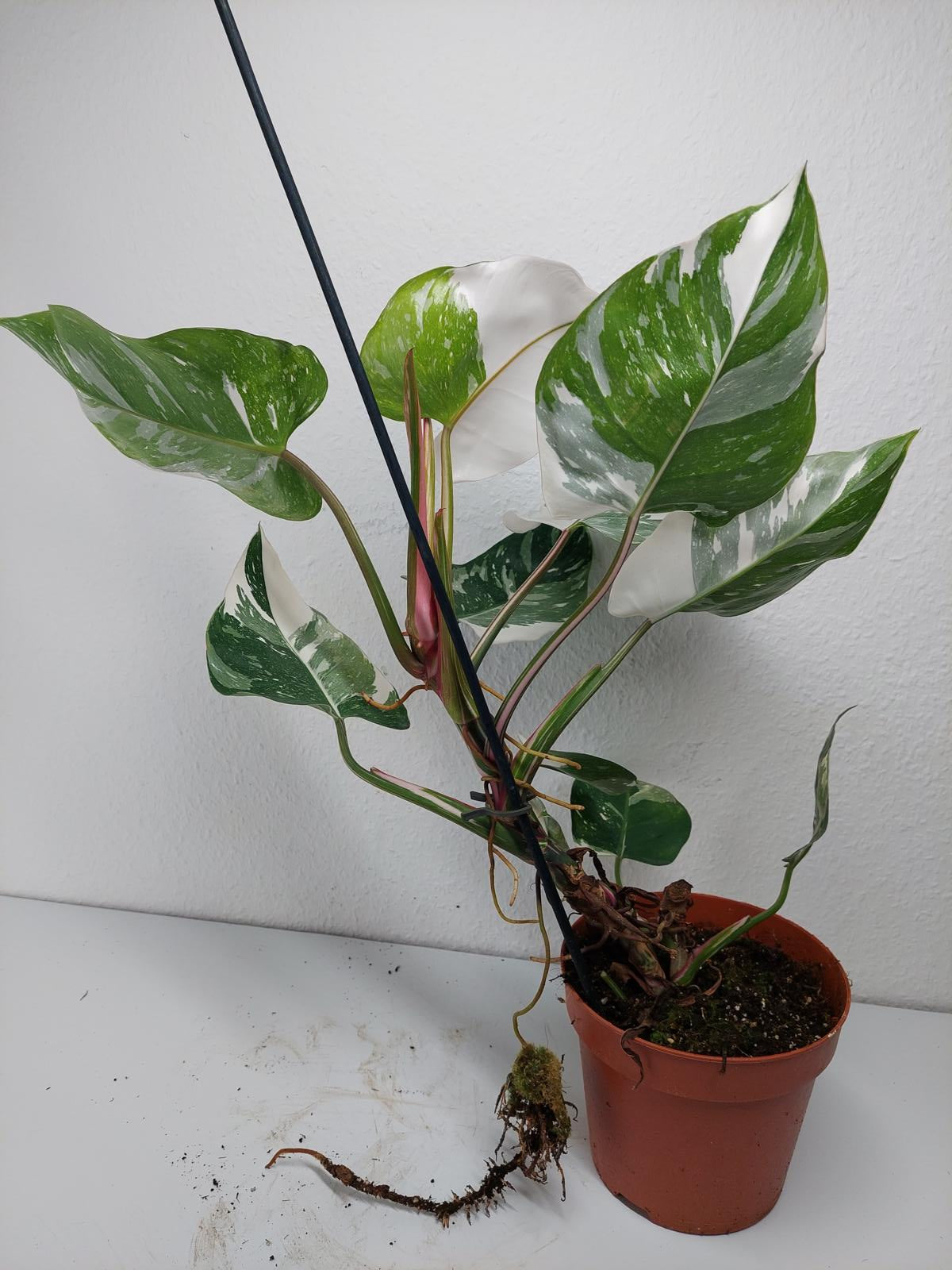 Philodendron White Princess