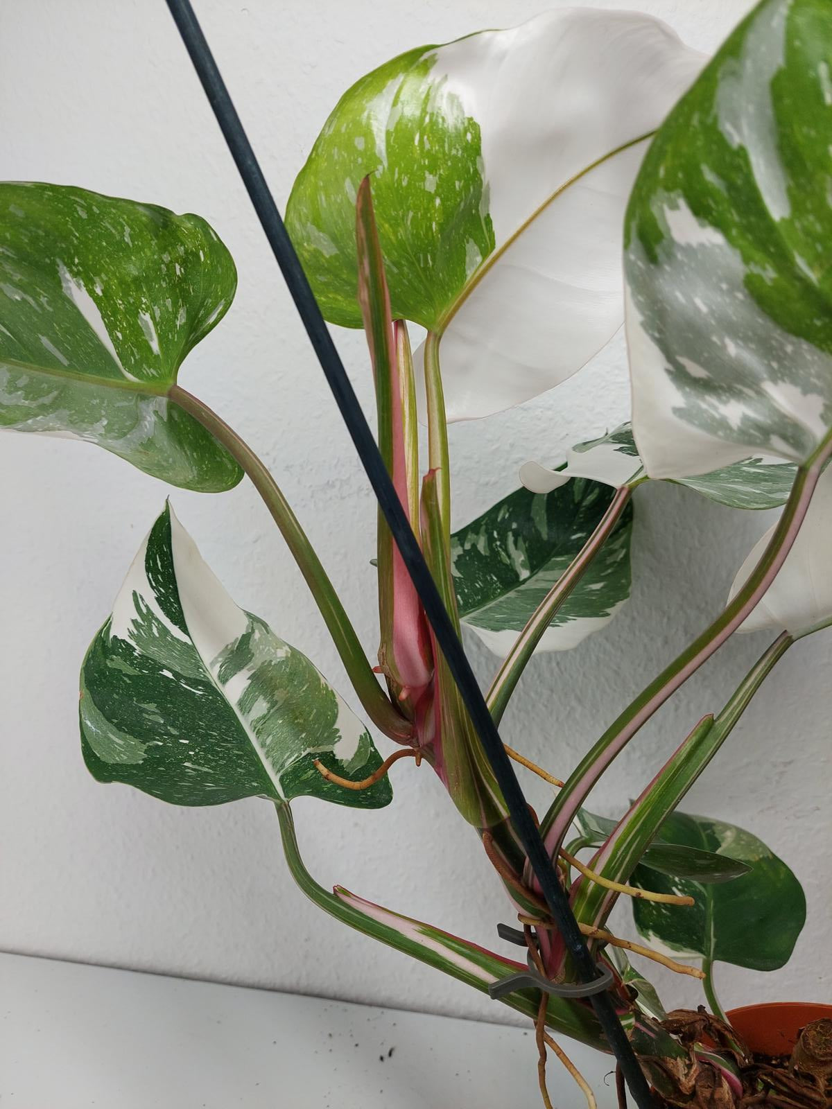 Philodendron White Princess