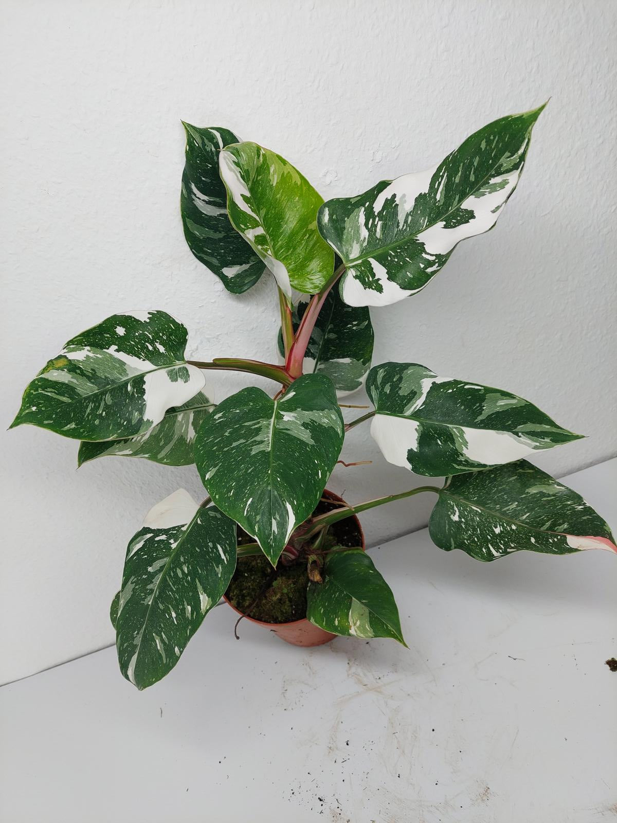 Philodendron White Princess