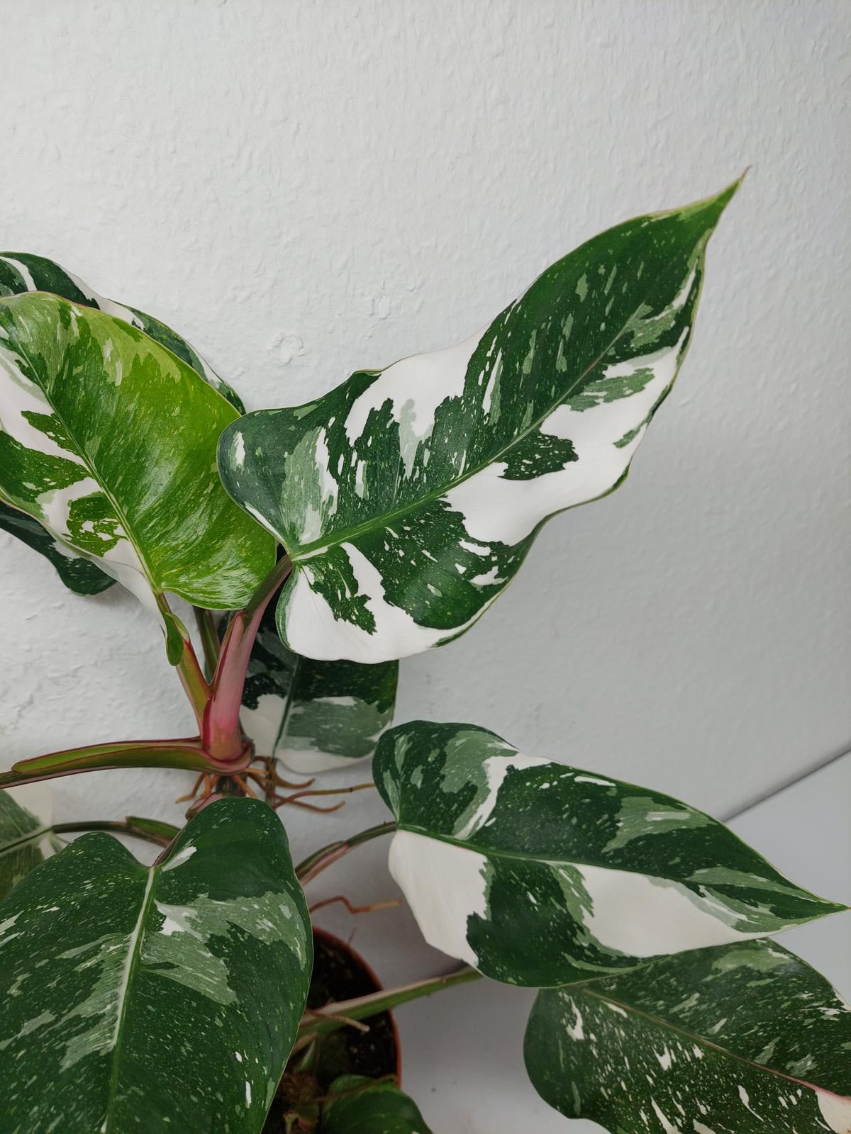 Philodendron White Princess