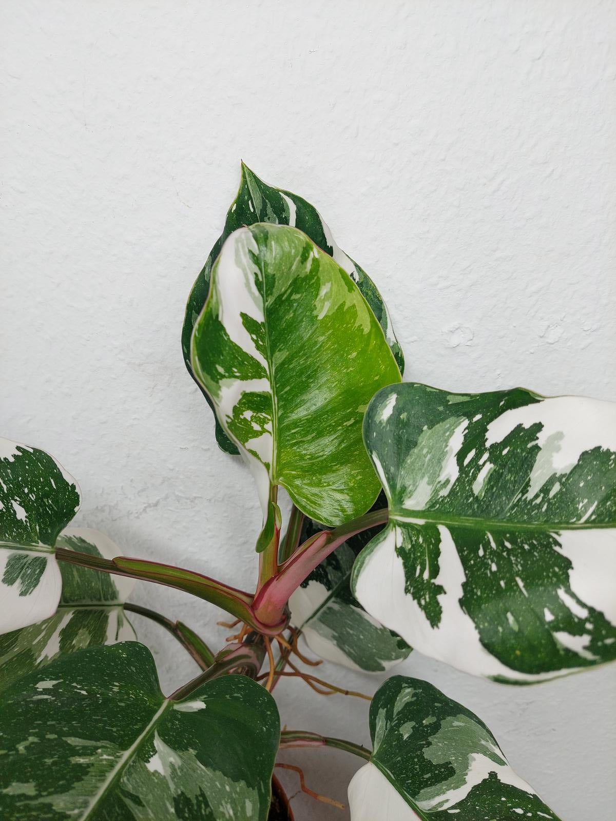 Philodendron White Princess