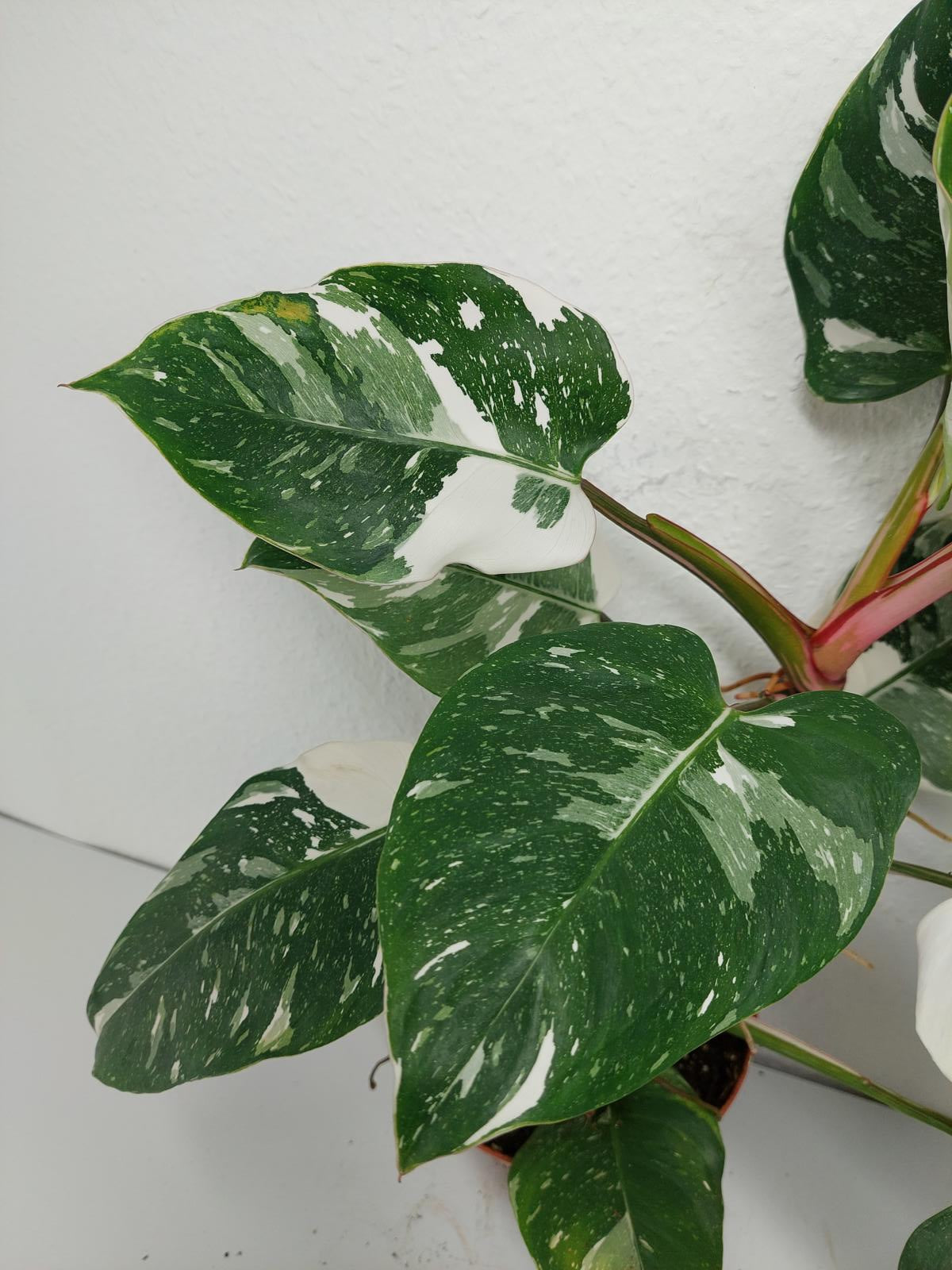 Philodendron White Princess