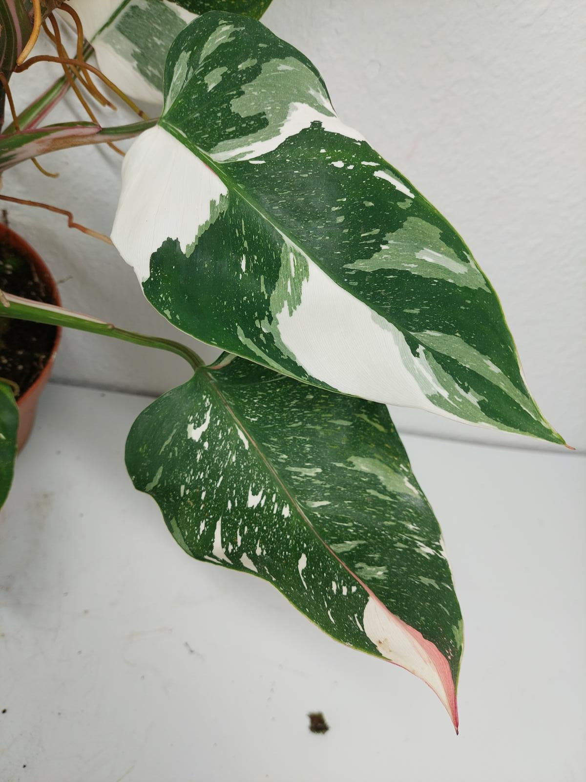 Philodendron White Princess