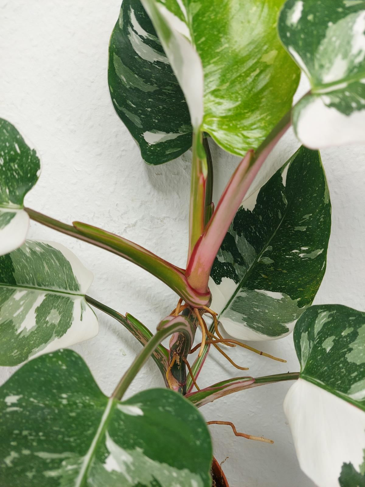 Philodendron White Princess