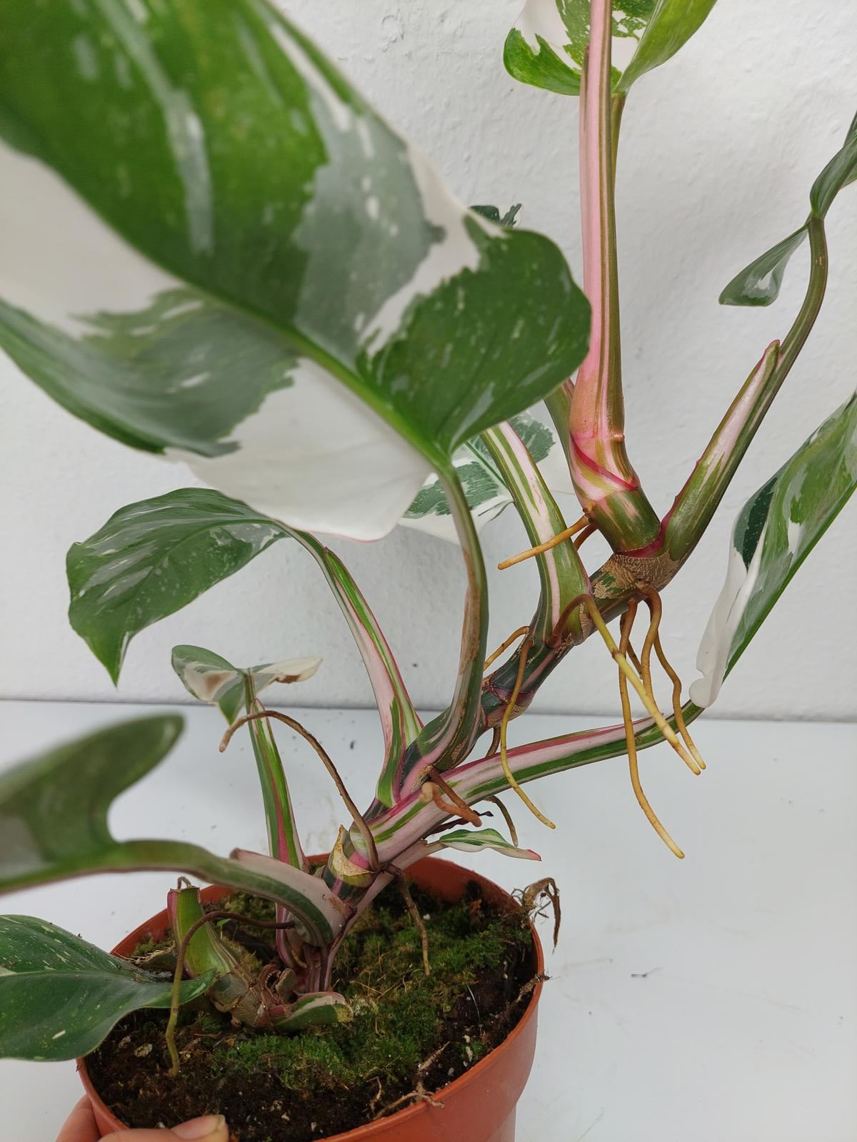 Philodendron White Princess