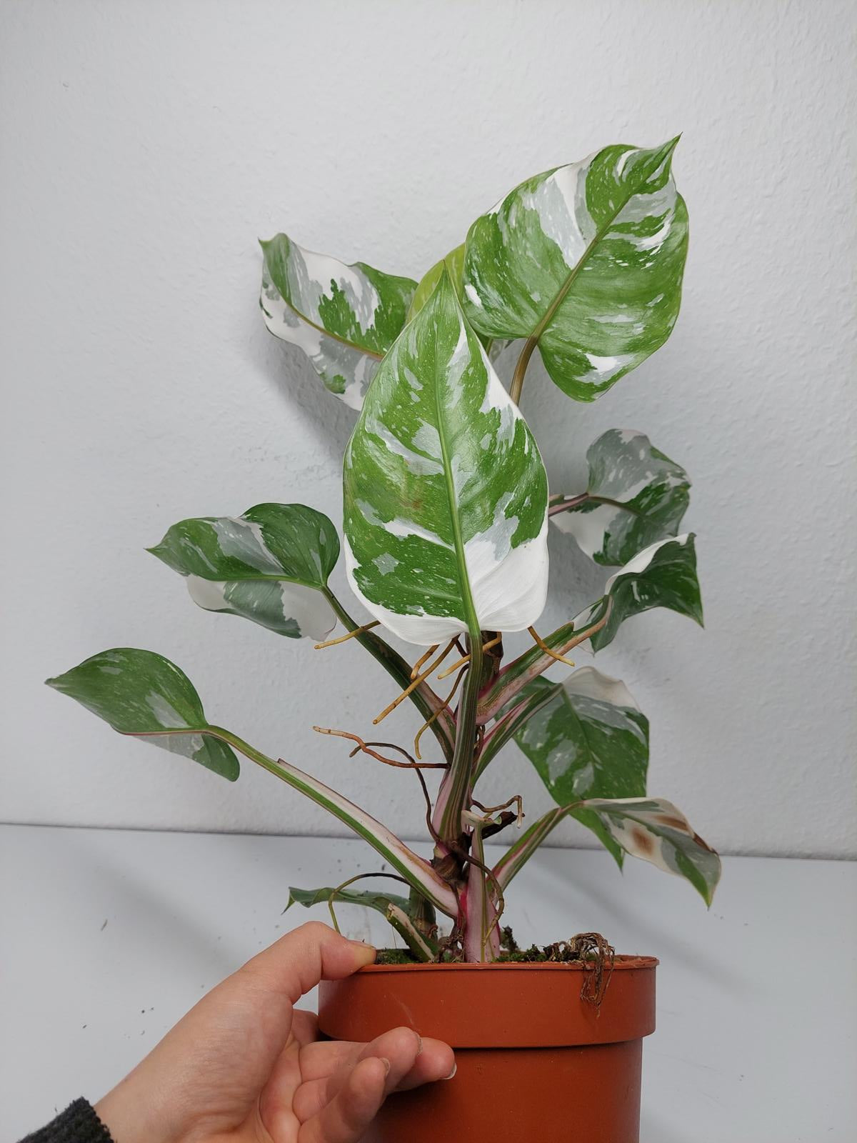 Philodendron White Princess